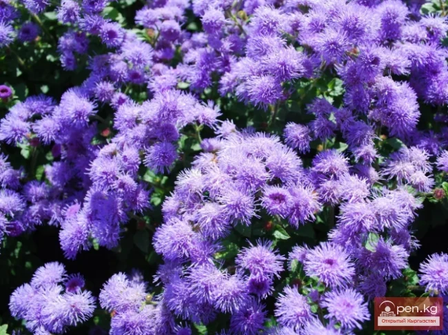 Promising flowering and decorative plants for lawns in Kyrgyzstan