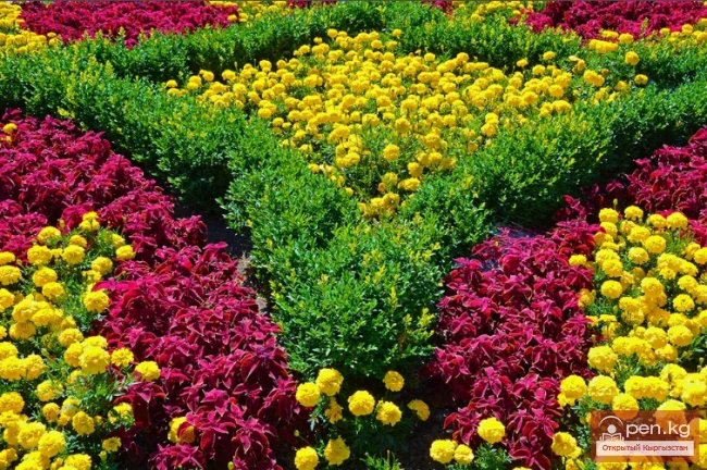 Перспективдүү гүлдөгөн - декорациялык өсүмдүктөр Кыргызстандын газондору үчүн