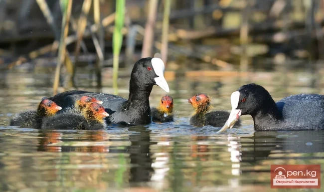 Лысуха - Кашкасы