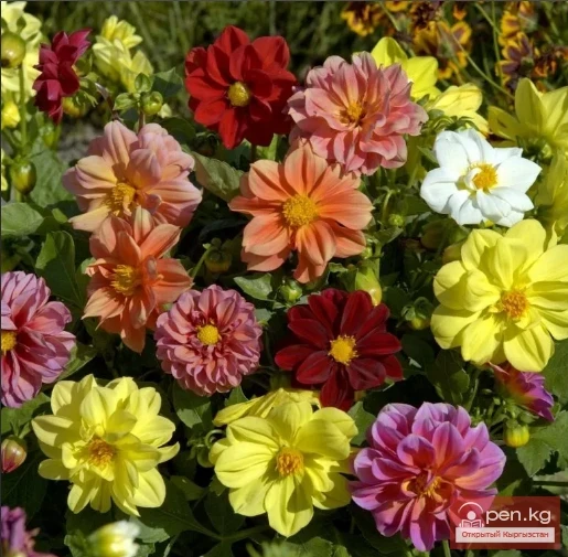 Perennials that do not winter in open ground