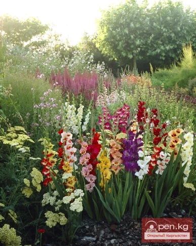 Perennials that do not winter in open ground