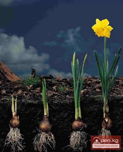 Plants Wintering in the Soil in the Chui Valley