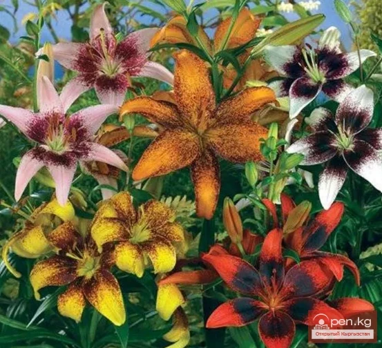 Plants wintering in the ground in the Chui Valley