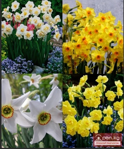 Plants wintering in the ground in the Chui Valley