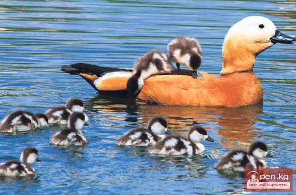 Огарь - Аңыр