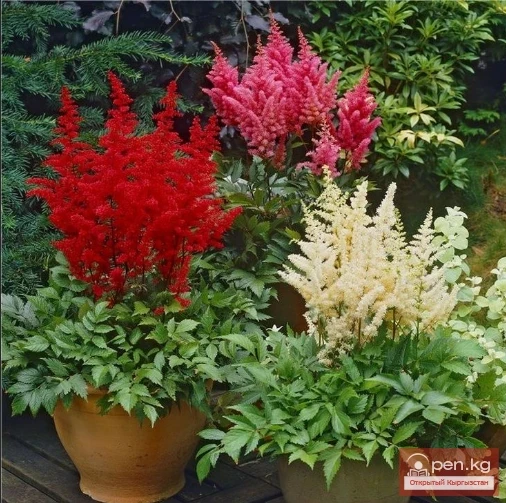 Aquilegia, Armeria, Astilbe, Achillea. Rhizomatous perennials that winter in the soil of Kyrgyzstan