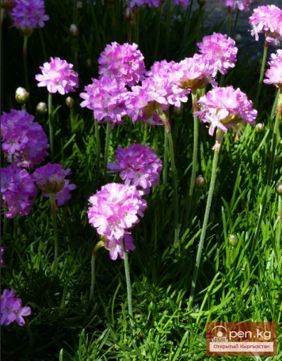 Aquilegia, Armeria, Astilbe, Achillea. Rhizomatous perennials that winter in the soil of Kyrgyzstan