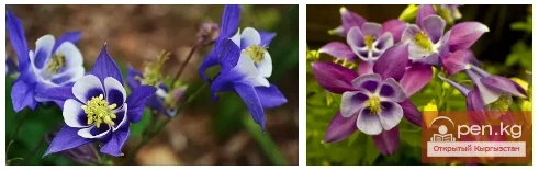Aquilegia, Armeria, Astilbe, Achillea. Rhizomatous perennials that winter in the soil of Kyrgyzstan