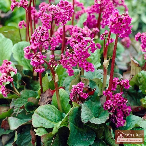 Bergenia, Anemone, Helenium, Delphinium. Rhizomatous Perennials Overwintering in the Soil of Kyrgyzstan