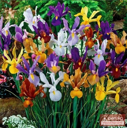 Incarvillea and irises. Rhizomatous perennials that winter in the soil of Kyrgyzstan
