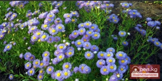 Lily of the Valley, Poppy, Erigeron, Monarda. Rhizomatous perennials wintering in the soil of Kyrgyzstan