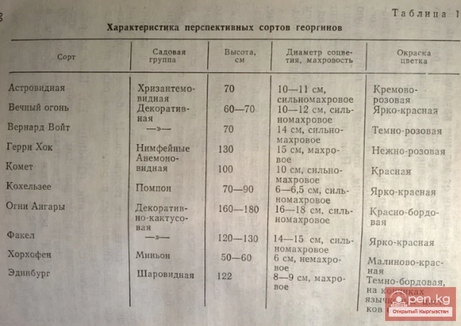 Perennials that do not winter in open ground