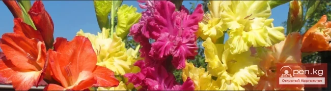 Perennials That Do Not Winter Over in the Open Ground