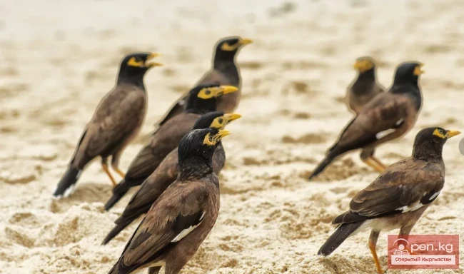 Майна – Ала канат чыйырчык