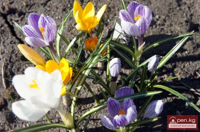 Plants wintering in the ground in the Chui Valley