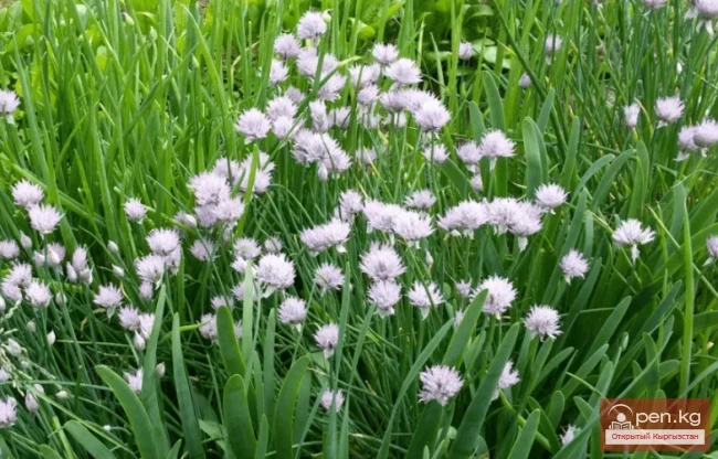 Plants wintering in the ground in the Chui Valley