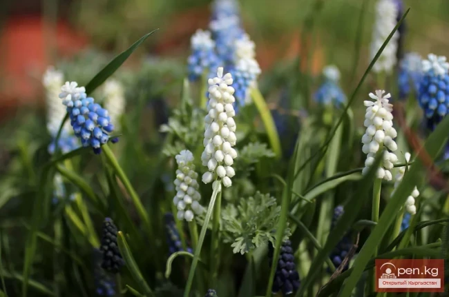 Plants wintering in the ground in the Chui Valley