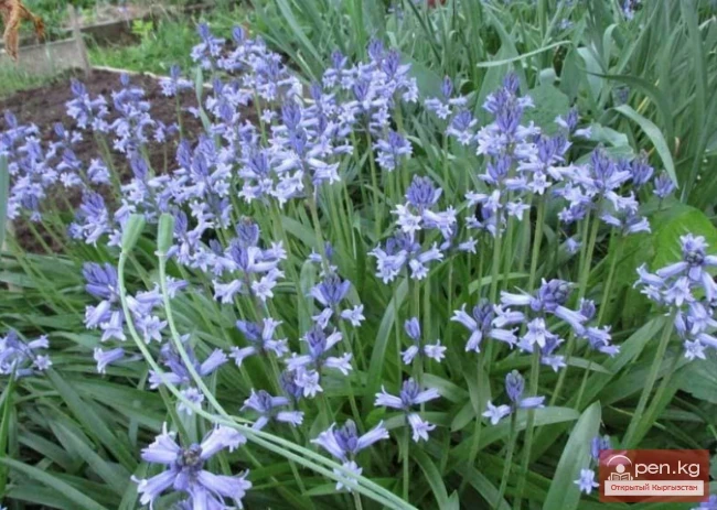 Plants wintering in the ground in the Chui Valley
