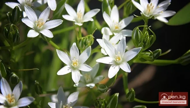 Plants wintering in the ground in the Chui Valley