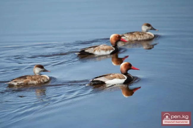 Нырок красноносый - Кызыл-өрдөк