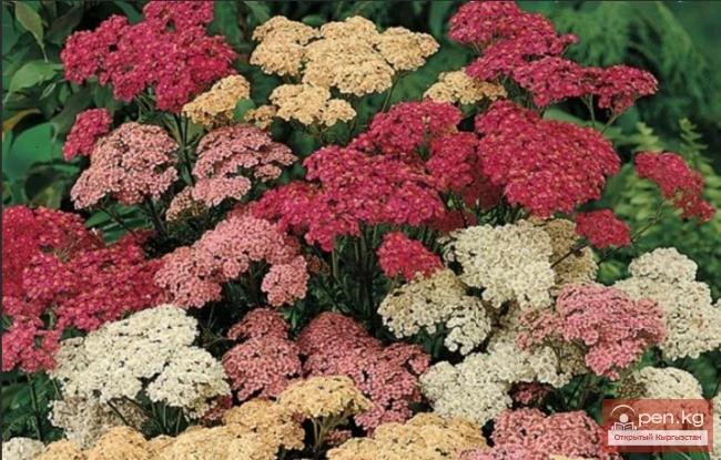 Aquilegia, Armeria, Astilbe, Achillea. Rhizomatous perennials that winter in the soil of Kyrgyzstan