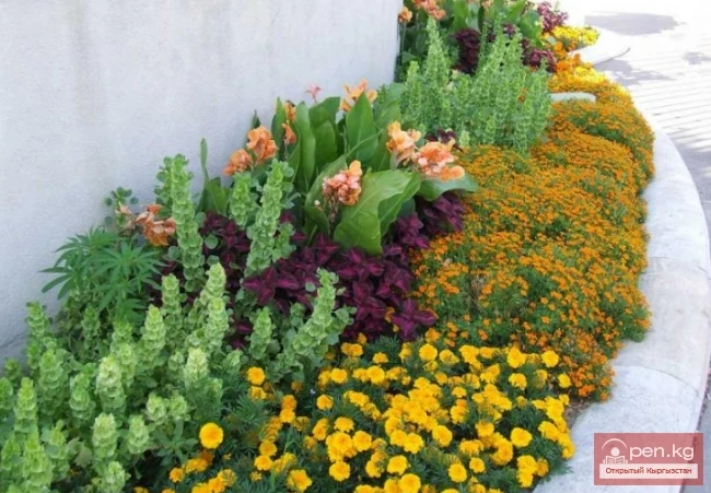 Аквилегия, Армерия, Астильба, Ахиллея. Топуракта кыштоочу көп жылдык өсүмдүктөр, Кыргызстанда.