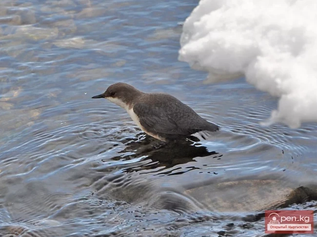 Оляпка - Суучу кара