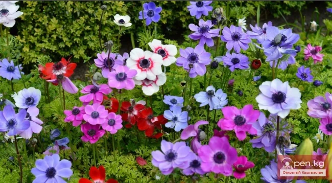  Бергении, Ветреница, Гелениум, Дельфиниум. Корневищные многолетники, зимующие в грунте Кыргызстана