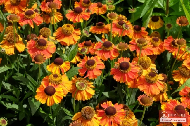  Бергении, Ветреница, Гелениум, Дельфиниум. Корневищные многолетники, зимующие в грунте Кыргызстана