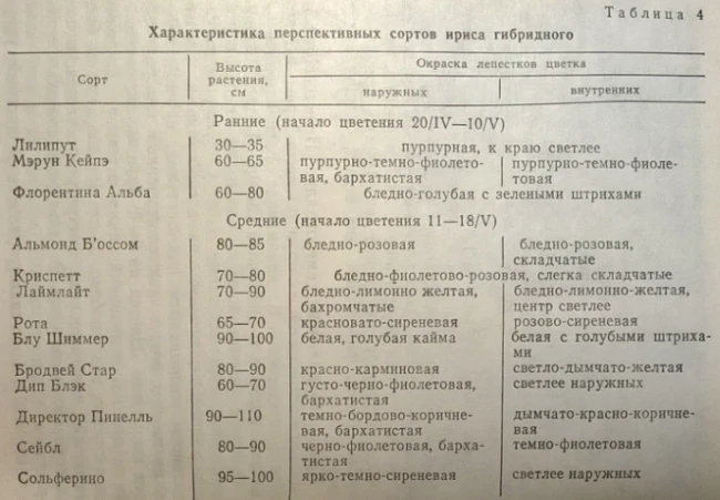 Incarvillea and irises. Rhizomatous perennials that winter in the soil of Kyrgyzstan