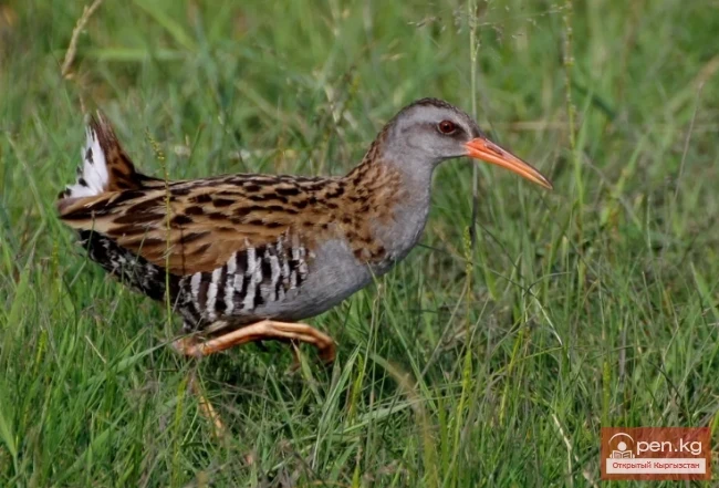 Пастушок - Эл