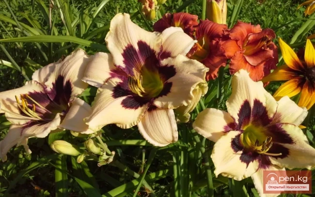Daylily, Marsh Marigold. Perennial Herbaceous Plants Wintering in the Soil of Kyrgyzstan