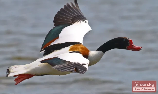 Пеганка - Атайка