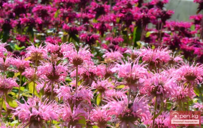 Lily of the Valley, Poppy, Erigeron, Monarda. Rhizomatous perennials wintering in the soil of Kyrgyzstan