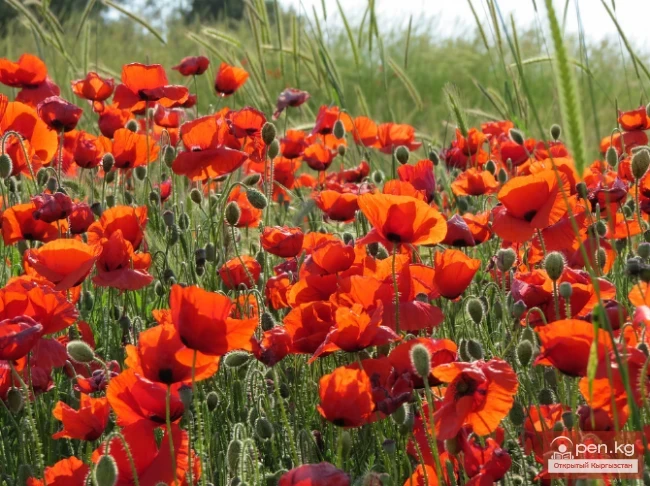 Lily of the Valley, Poppy, Erigeron, Monarda. Rhizomatous perennials wintering in the soil of Kyrgyzstan