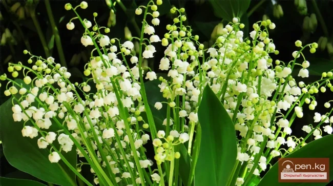 Lily of the Valley, Poppy, Small-leaved Aster, Monarda. Rhizomatous Perennials Wintering in the Soil of Kyrgyzstan