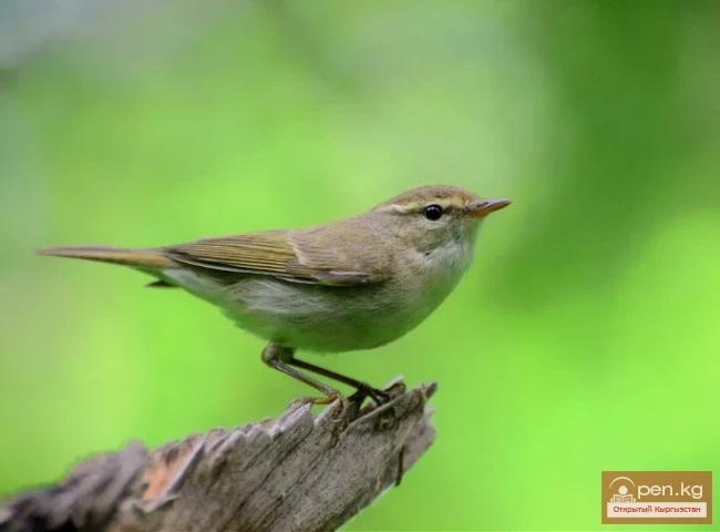 Пеночкалар - Мыймыт
