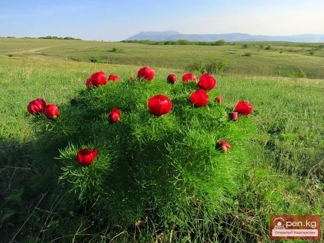 The Beauty of Kyrgyzstan
