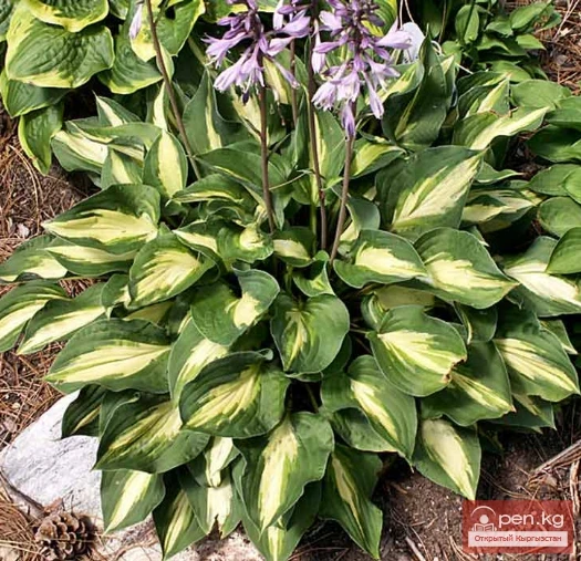 Рудбекия, Традесканция, Функция, Флоксы. Тамырсактуу көп жылдык өсүмдүктөр, Кыргызстандагы жердин ичинде кыштоого даяр