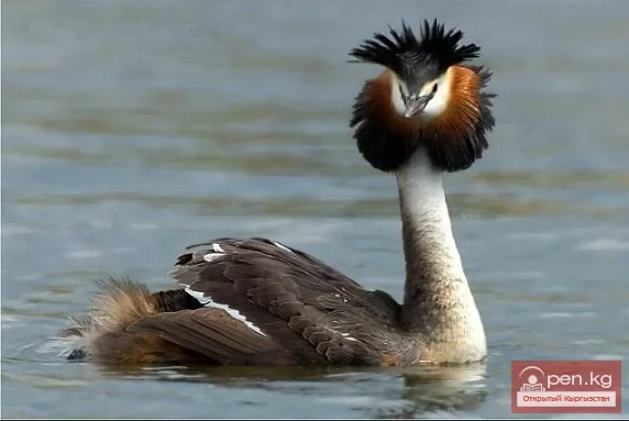 Поганка - Арам өрдөк