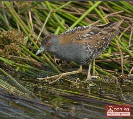 Погоныш - Погоюн