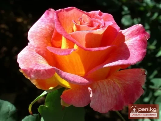 Roses. Rhizomatous perennials that winter in the soil of Kyrgyzstan
