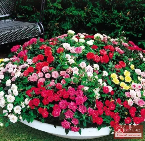 Розалар. Тамырсактуу көп жылдык өсүмдүктөр, Кыргызстан жеринде кыштоого ылайыктуу