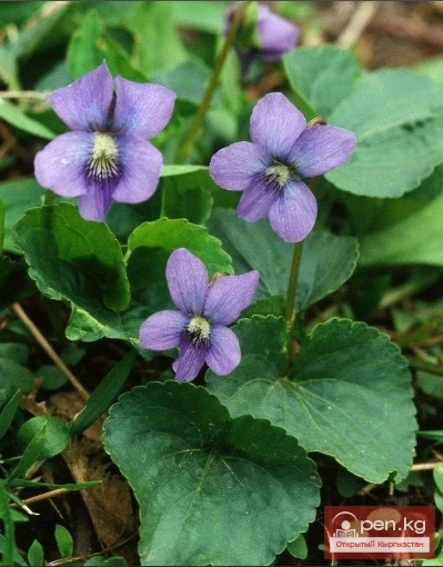 Natural Plants of Kyrgyzstan