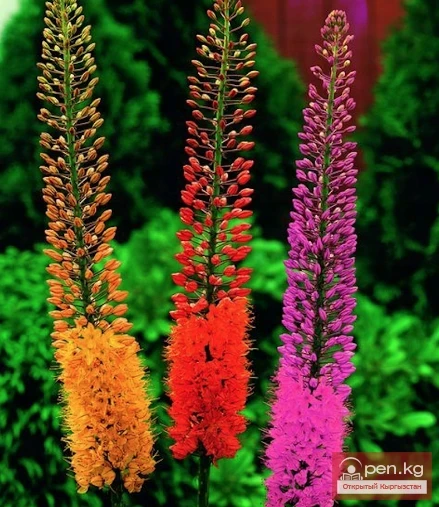 Natural Plants of Kyrgyzstan