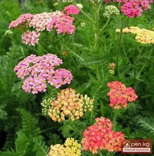 Natural Plants of Kyrgyzstan