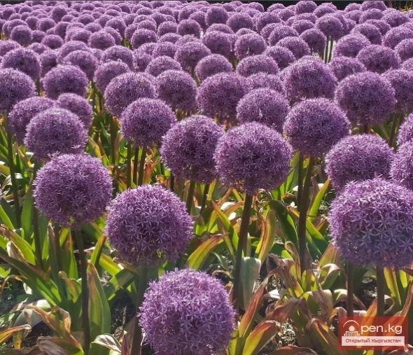 Natural Plants of Kyrgyzstan