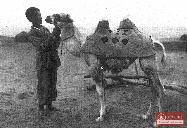 Cattle among the Kyrgyz (General Information)