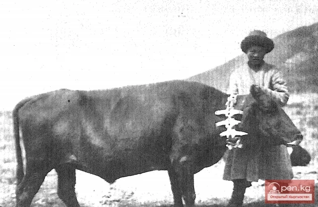 Cattle Among the Kyrgyz (Calf)