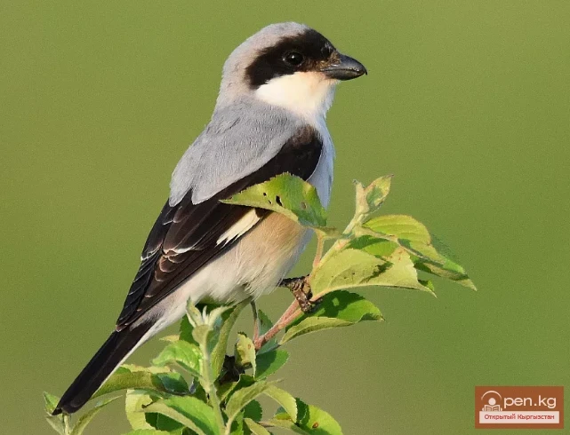 Black-headed Shrike - Lanius nubicus